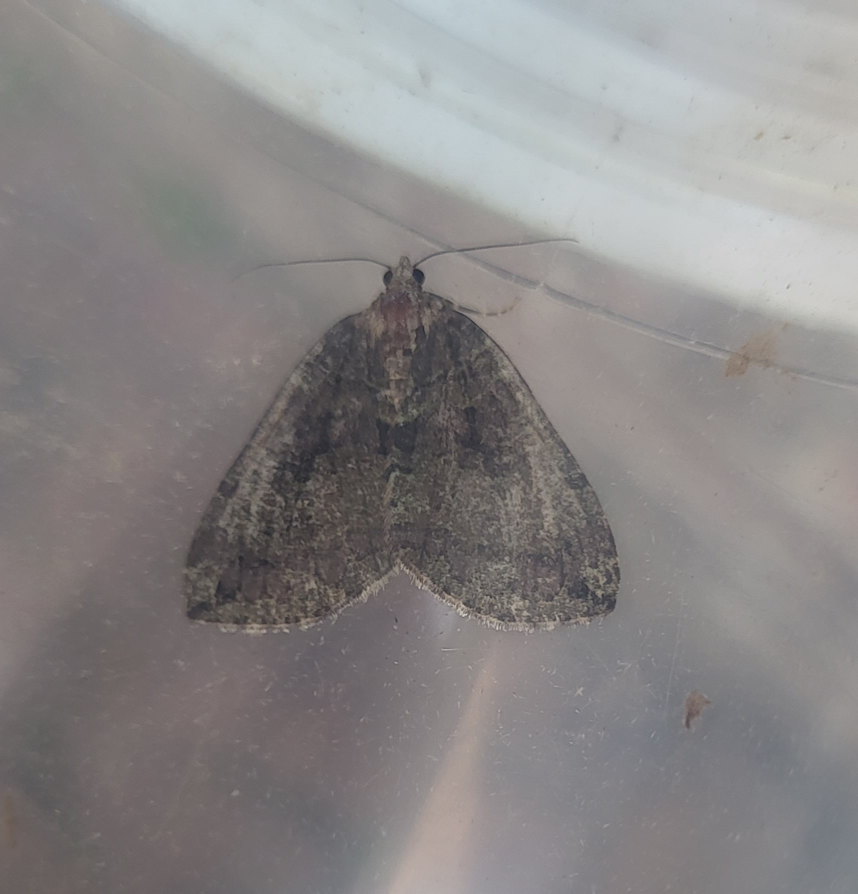 Photo of July Highflyer (Hydriomena furcata)